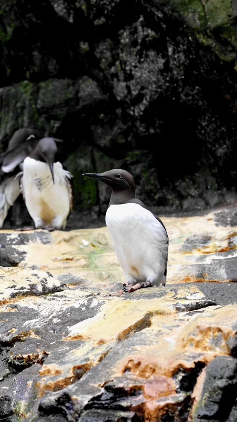 Small group of common guillemots (Uria aalge) perched on coastal rocks in 4K Stock Footage 316490632