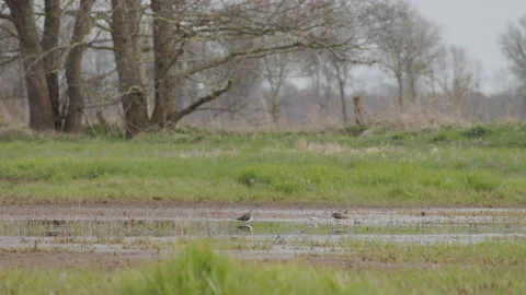 Small group of common sandpipers foraging on flooded field. 4K 60fps. Vídeos de archivo 334134805