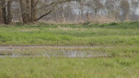 Small group of common teals waddling into grass on flooded meadow. 4K 60fps. Vídeos de archivo 334174273