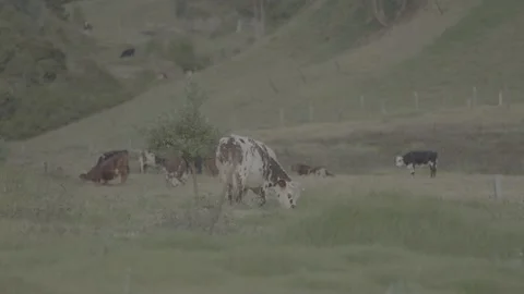 Small group of cows feeding in the field 動画素材 221099765
