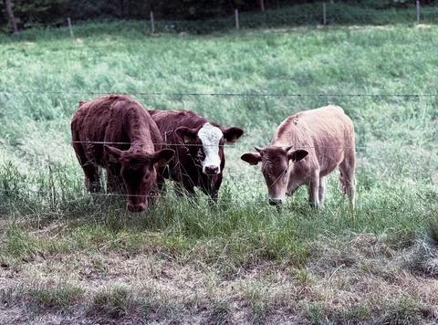 A small group of cows in a pasture. A small German farm Foto stock