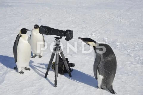 A Small Group Of Curious Emperor Penguins Looking At Camera And Tripod On The