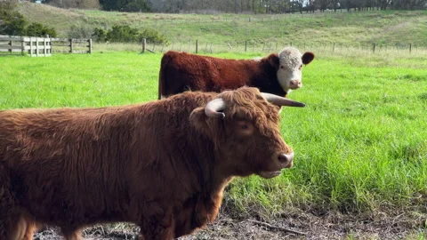 A small group of curious highland cattle look at the camera while standing in mu Stock Footage 210083940