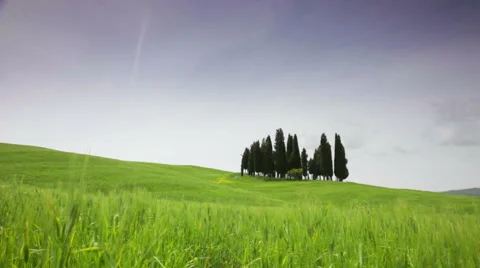 Small group of cypresses against a green field, Tuscany Video stock 43202585