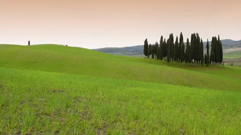 Small group of cypresses in a green wheat field at sunset, Italy Stock Footage 152767536