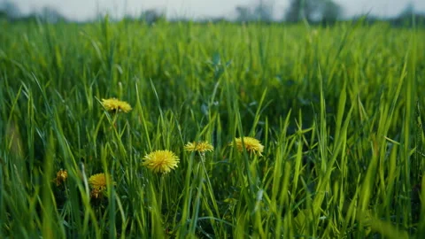 Small Group Of Dandelions In a Grassy Field Slow Motion 4K Video stock 308393673