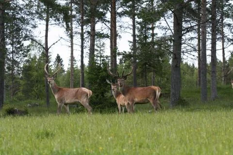 A small group of deers Stockfoto's
