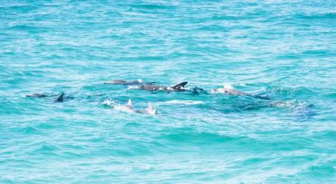 Small group of dolphin pod 스톡 사진