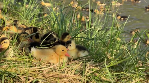 A small group of ducklings sits together on grass in the shade of a tree while r Stock Footage 339279357