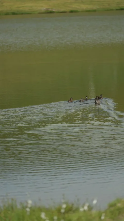 A small group of ducks swims calmly across a green pond. Video stock 328721766