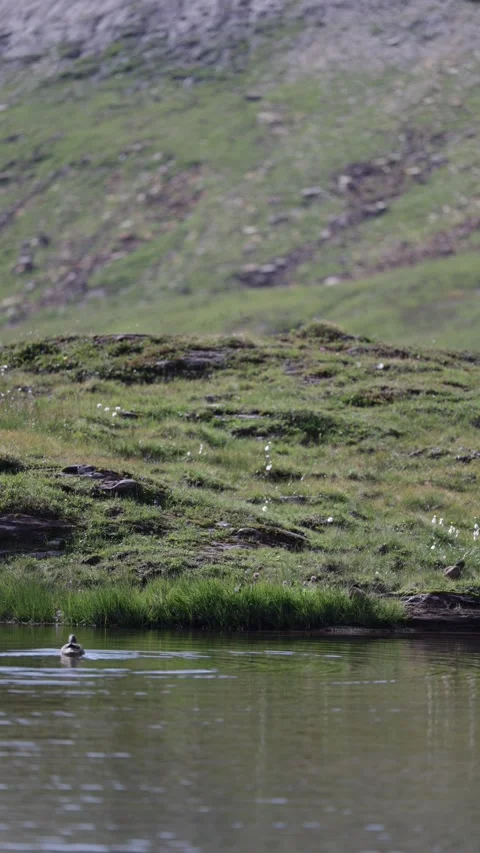 A small group of ducks swims calmly across a green pond. Video stock 328721772