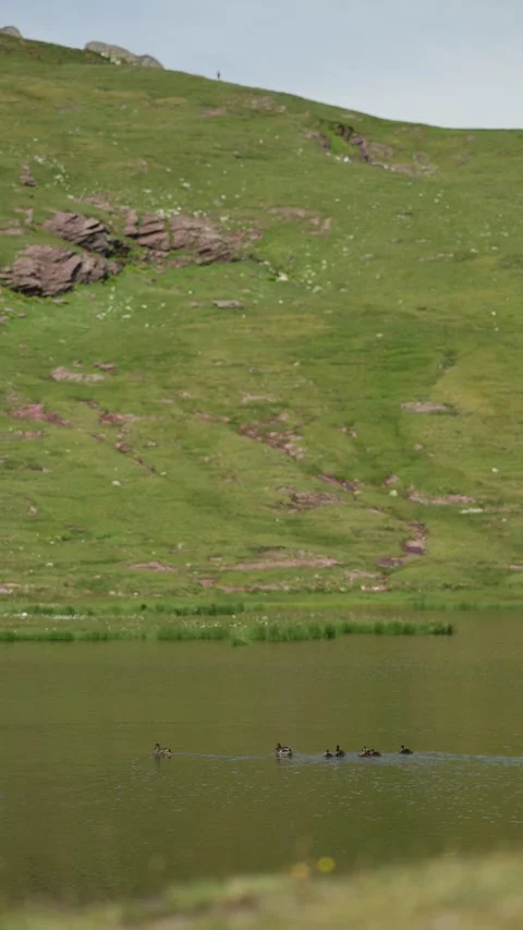 A small group of ducks swims calmly across a green pond. Stock Footage 328721827