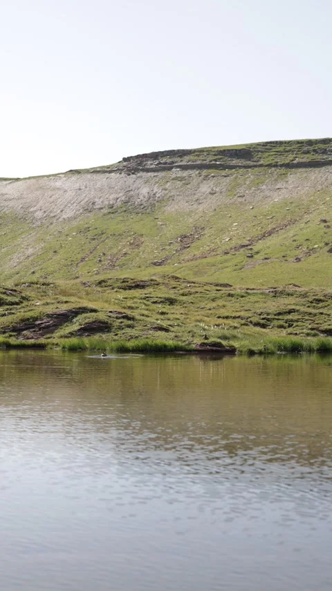 A small group of ducks swims calmly across a green pond. Video stock 328722002