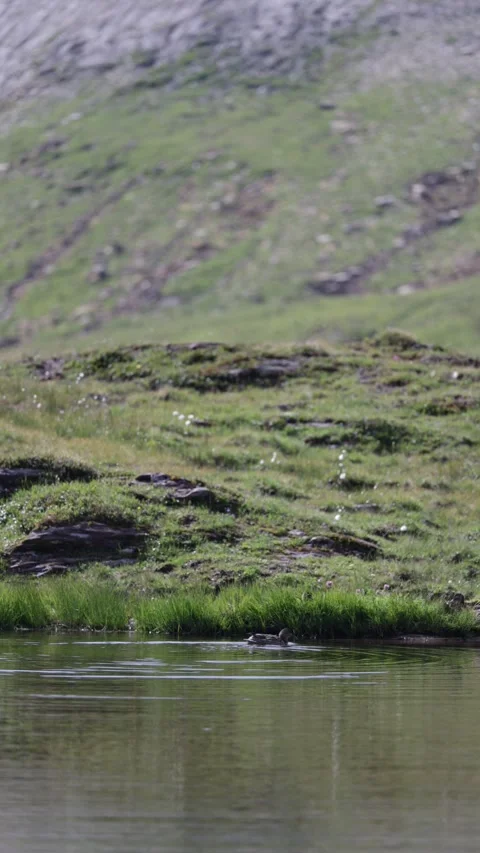 A small group of ducks swims calmly across a green pond. Video stock 328722050