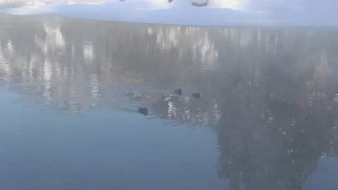 A small group of ducks swims through the lake in winter Stock Footage 221696864