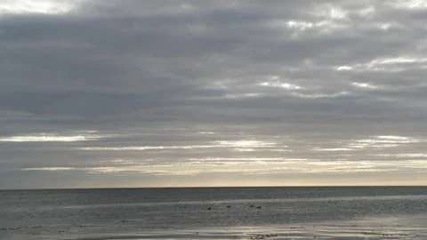 Small group of Eider ducks on a dawn tide, Northumberland. UK. Stock Footage 266486261
