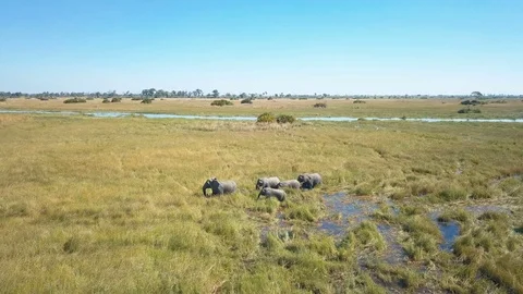 Small group of elephants in grass filled flood plain aerial shot Video stock 80866205