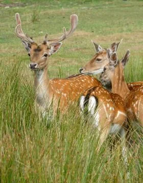 A small group fallow deer in the grass Stock Photos