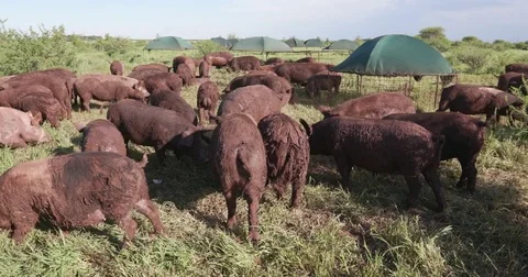 Small group of free range pigs feeding in a field Stock Footage 78200034