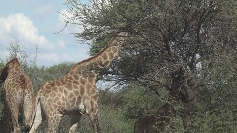 Small group of Giraffes Stockbeeldmateriaal 81978946