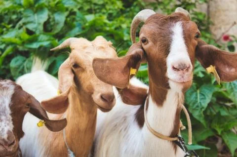 A small group of goats looking at the camera Stock Photos