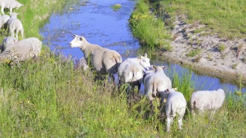 Small group of grazing sheep by small river in green grassland Stock Footage 251591913