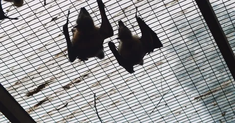 Small group of grey-headed flying fox bats moving around. BMPCC 4K Stock Footage 125514152