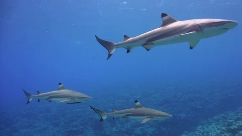 Small group of grey reef sharks swimming over hard coral reef Stock Footage 74583267
