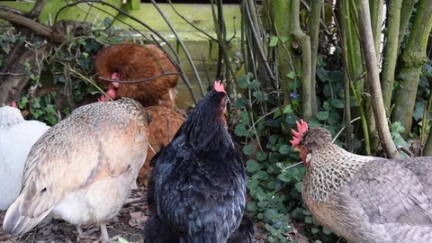 Small Group of Hens Stock Footage 86644193