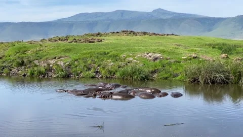 A small group of hippos splash in the lake of Ngorongoro National Park Stock Footage 170182877