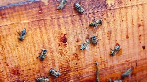 Small group of honey bees crawling  Video stock 134967524