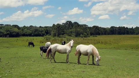 A Small Group Of Horses And Cows Graze On A Pasture On A Sunny Day Stock Footage 167824107