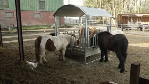 A small group of horses stand around a hay rack 스톡 동영상 219797353