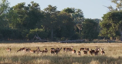 Small group of impalas grazing in Gonarezhou National Park, Zimbabwe Stock Footage 112873086
