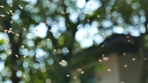 A small group of insects. Stock Footage 115966763