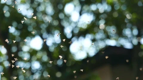 A small group of insects. Stock Footage 115966774