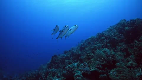 A small group of jacks patrolling the reef in their natural environment Stock Footage 156985142