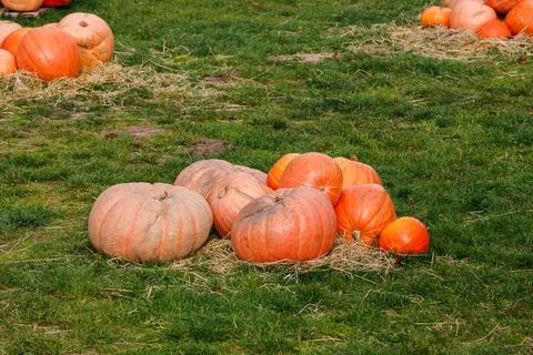 A small group of large orange pumpkins sits on a patch of dry straw on a gr.. Stock Photos