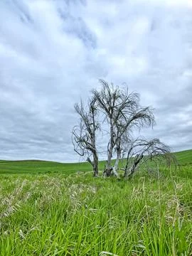 Small group of leafless trees in field. Stock Photos