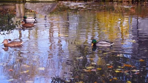 A small group of mallard ducks swimming in a pond or river Stock Footage 337824905