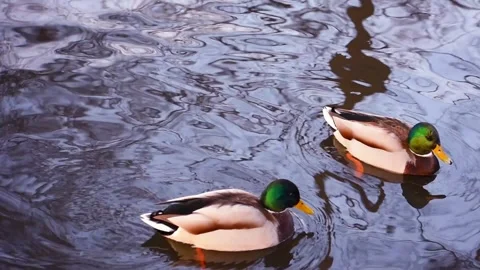 A small group of mallard ducks swimming in a pond or river Stock Footage 337825813