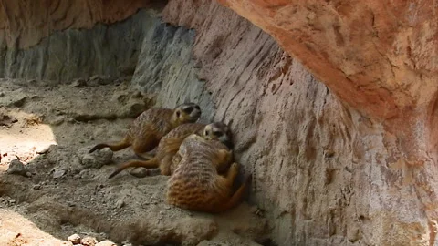 A small group of meerkats at a large stone. Vídeo Stock 101431856
