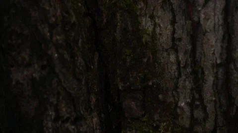 A small group of mushrooms in the crack of a tree 스톡 동영상 46133788