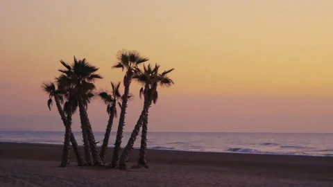 A Small Group Of Palm Trees On A Sandy Sea Beach At Dusk Stock Footage 228115876