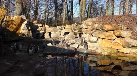 A small group of penguins on the rocks background Stock Footage 57460226