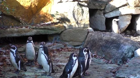 A small group of penguins on the rocks background Video stock 57460235