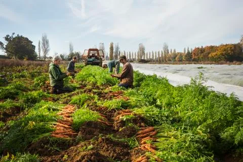 A small group of people harvesting autumn vegetables in the fields on a small Stock Photos
