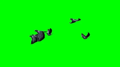 Small group of pigeons flying - 3 different views and green screen Vidéo 44477121