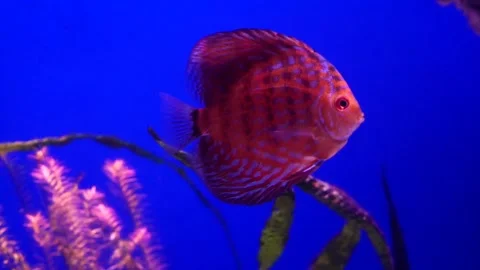A Small Group Of Pink Fish Swim Slowly In A Large Aquarium With Blue Water Stock Footage 218579648