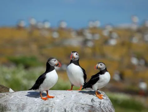 Small group of puffins standing on the rocks in the arctic Stock Photos